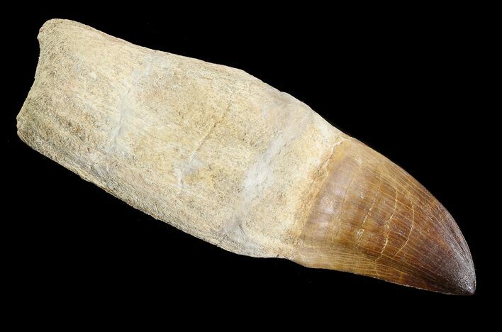 Rooted Mosasaur (Prognathodon) Tooth #89011